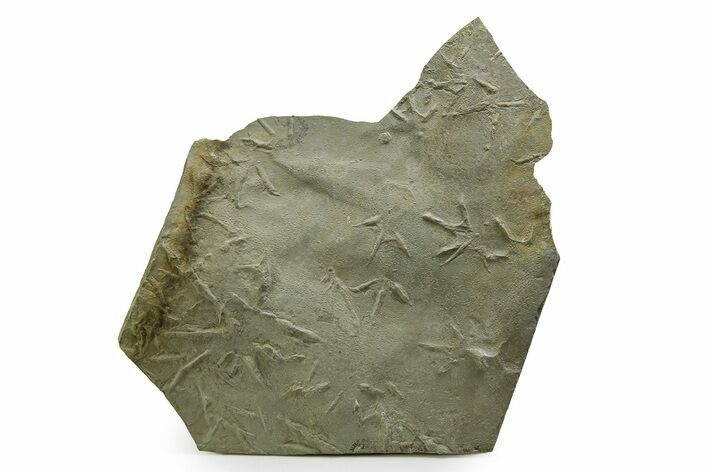Fossil Bird Track Plate - Green River Formation, Utah #352259